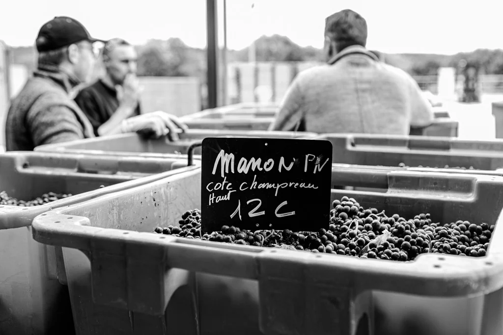 Échange autour de la qualité des raisins avec les adhérents