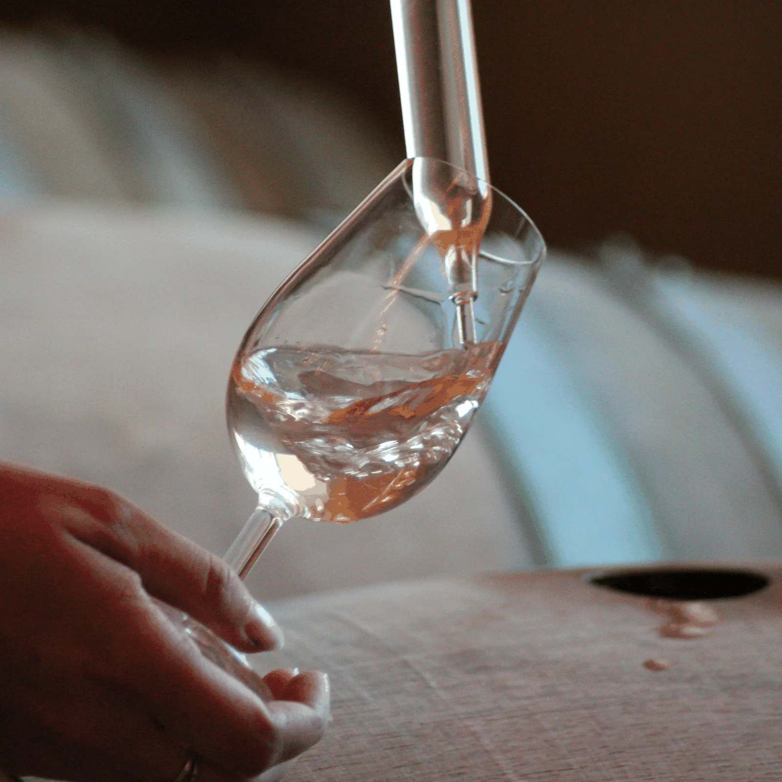 Dégustation de vins clairs en cave