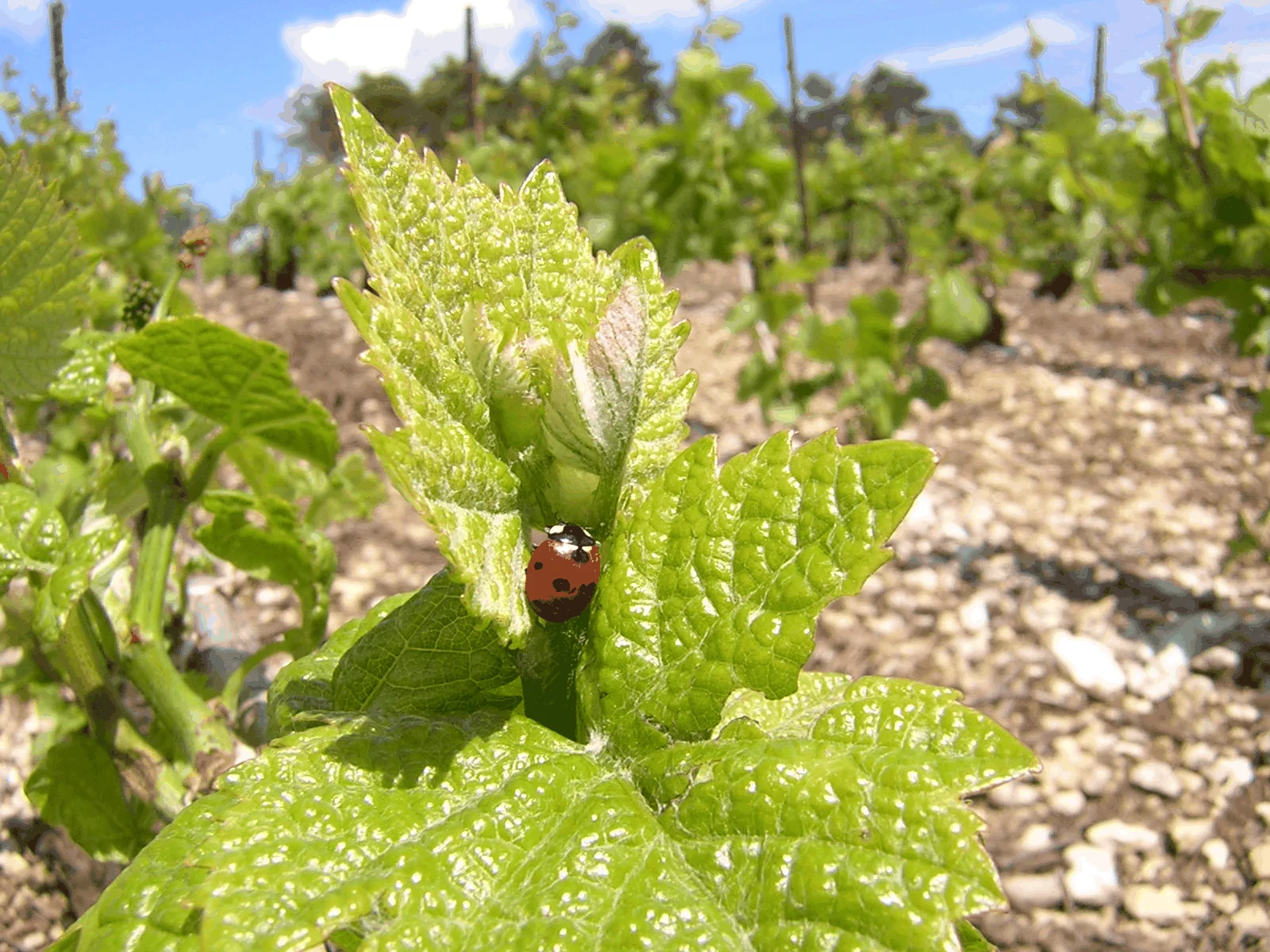 Biodiversité dans le vignoble de la Côte des Bar