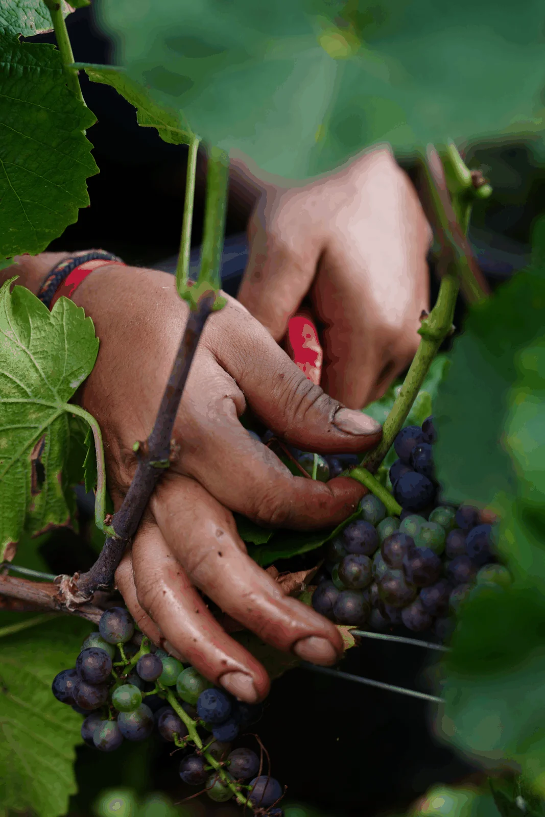 Vignoble de la Côte des Bar et ancrage collectif des adhérents