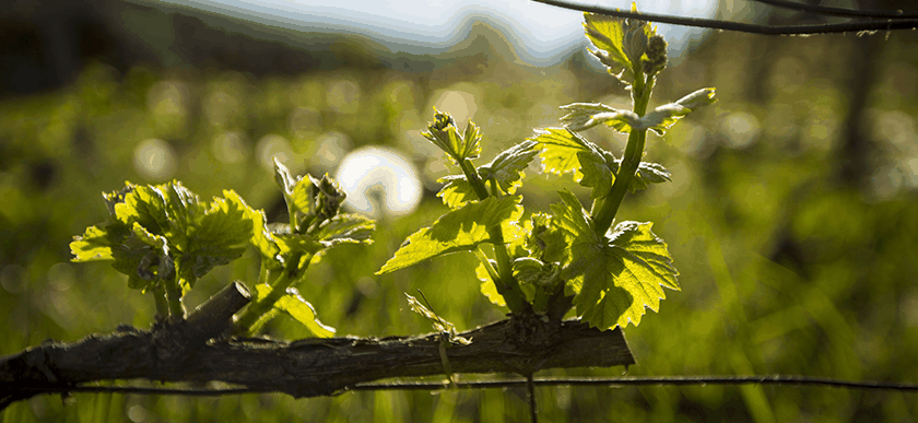 Débourrement de la vigne, suivi technique des certifications