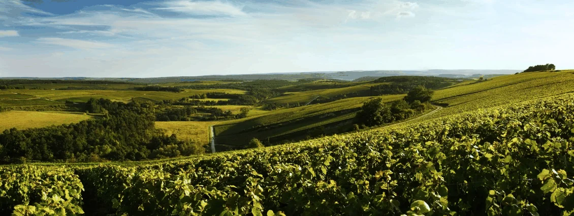 Vigneron au travail dans les caves de l'Union Auboise