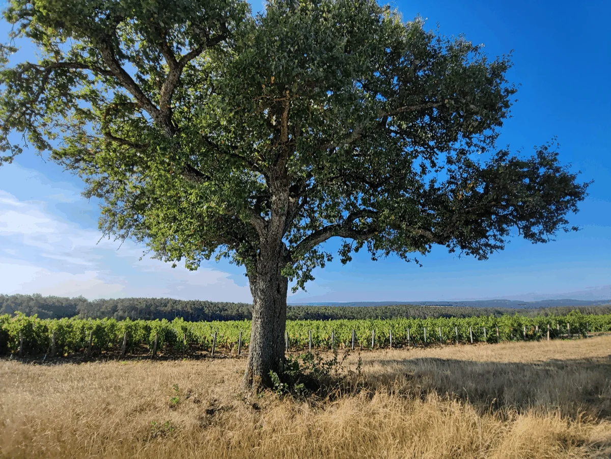 Arbre isolé au cœur du vignoble de la Côte des Bar