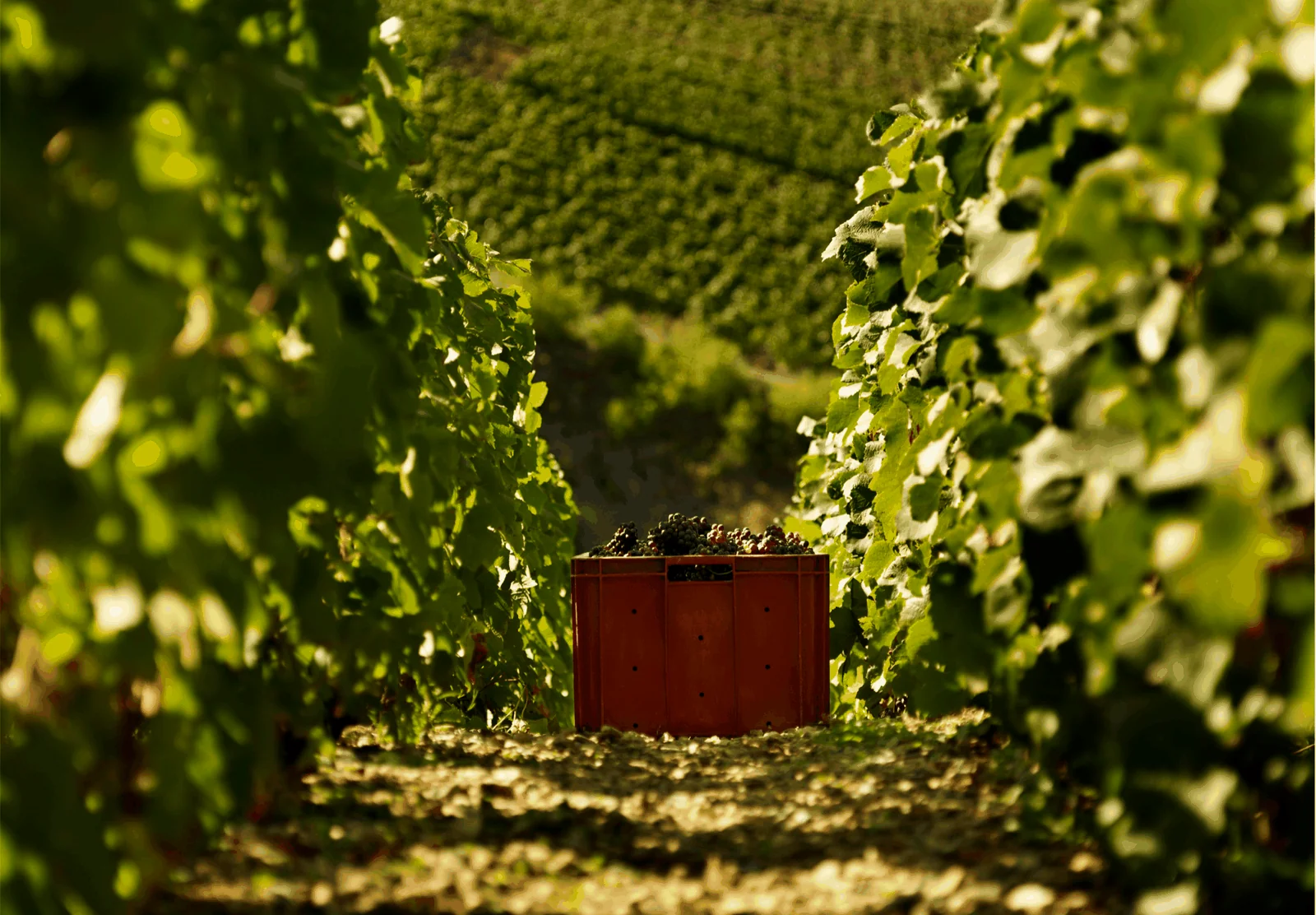 Travail viticole et services complémentaires dans les vignes