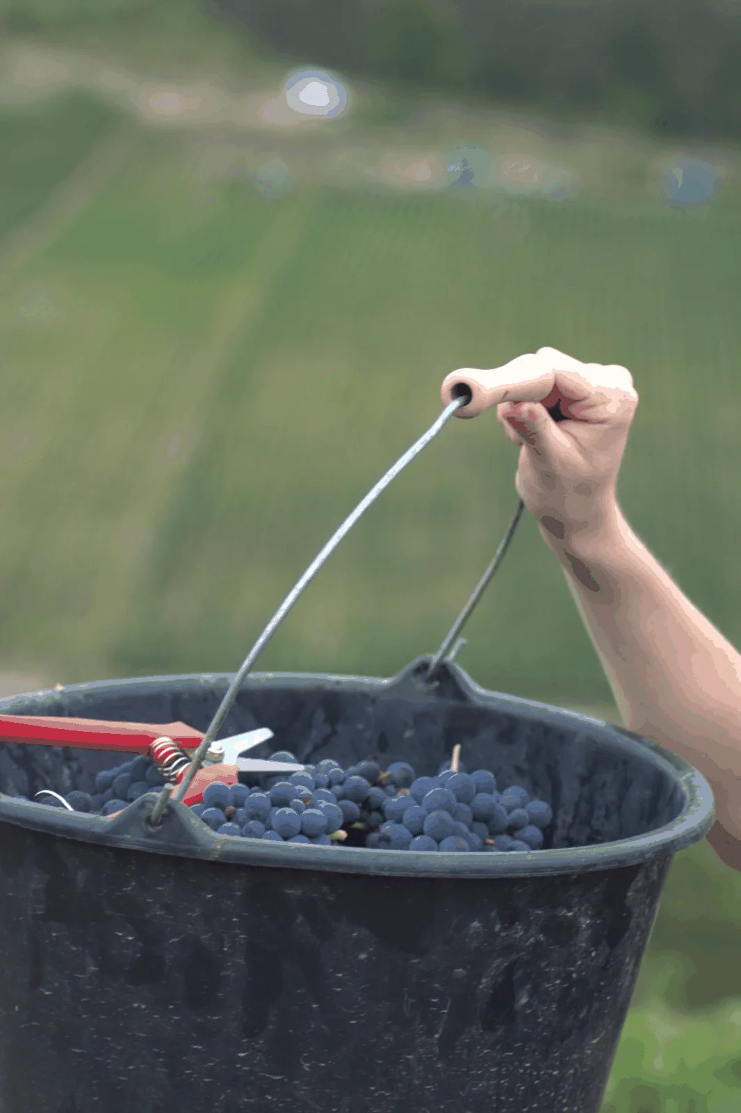 Vendanges et accompagnement technique dans le vignoble de la Côte des Bar