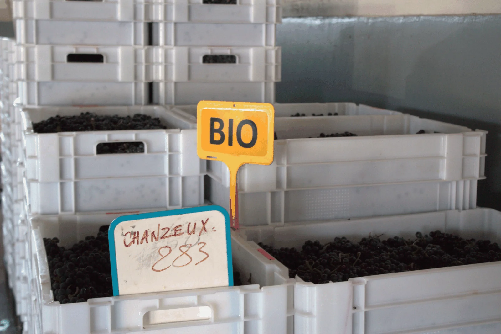 Conseil viticole et suivi des pratiques dans le vignoble