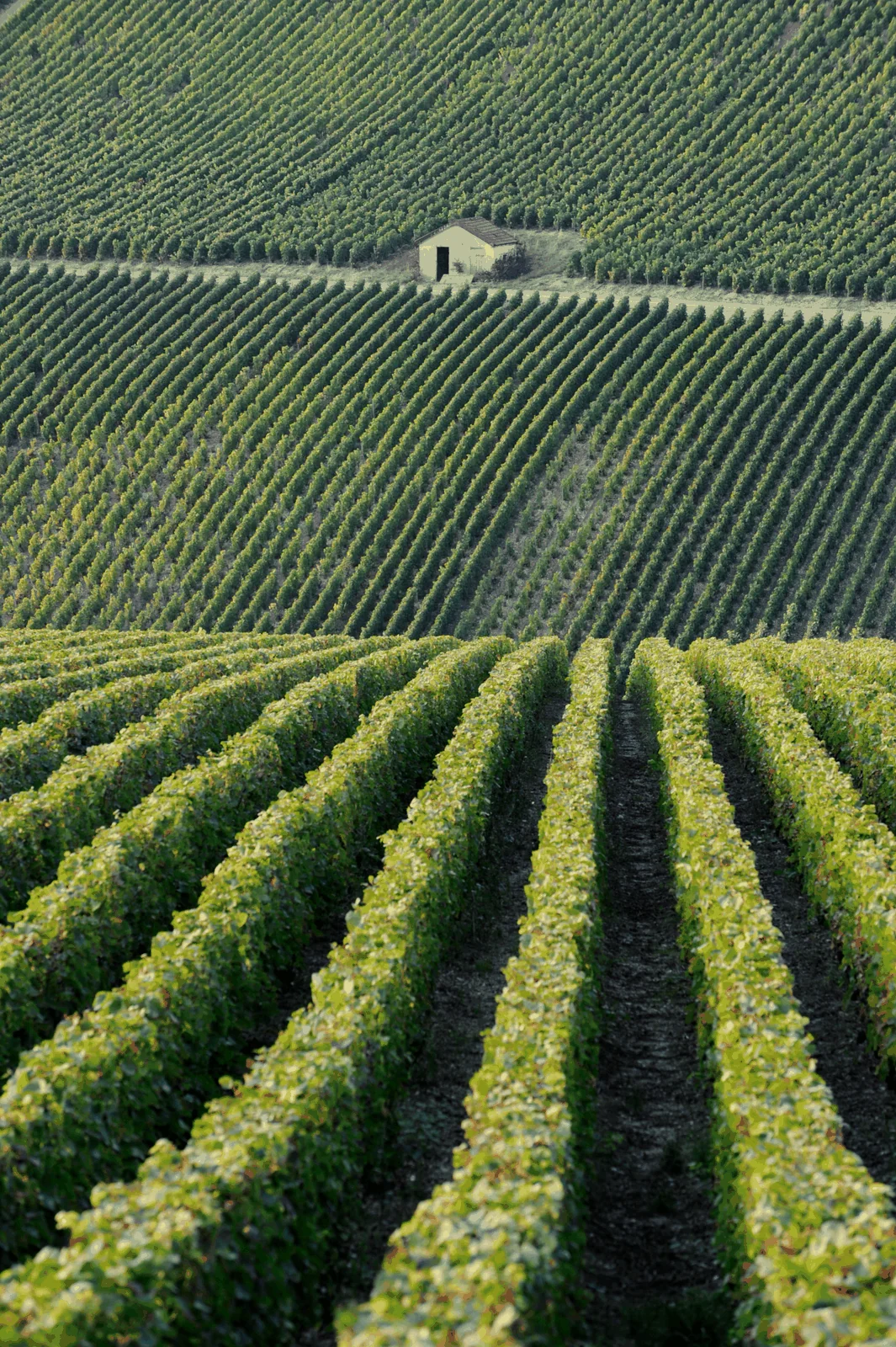 Rangées de vignes en Côte des Bar
